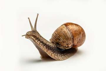 Garden snail isolated on white. Helix pomatia also Roman snail, Burgundy snail, edible snail or escargot
