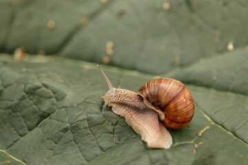 garden snail close up on a leaf. Helix pomatia also Roman snail, burgundy snail, edible snail or escargot