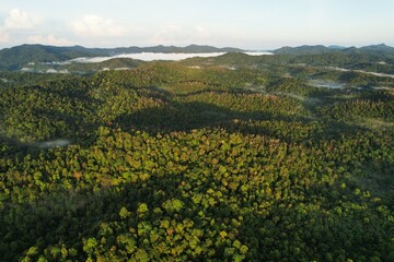 Fototapeta na wymiar Aerial view of forest in the morning