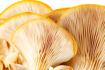 Mushrooms pattern for design. Oyster mushrooms. Healthy eating Eco food Vegetarian. Background