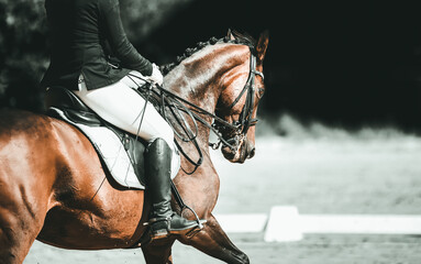 Dressage horse neck and head portraits with rider, edited in black and white and color..