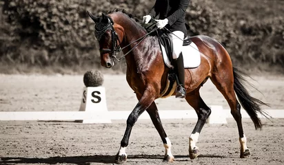 Foto auf Glas Dressage horse with rider at a trot during the test, edited in two colors. © RD-Fotografie
