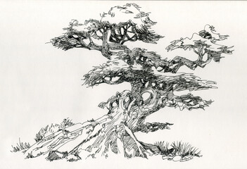 Wood bent by nature. Bonsai style, ink drawing.