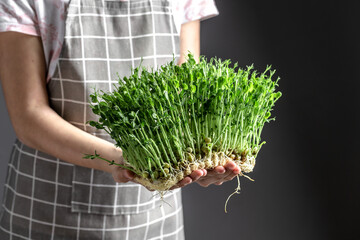 micro green seedlings. green shoots watering spraying microgreens vegetables seedlings, enjoy...