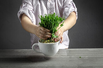 microgreen sprouts in kids hands Raw sprouts, microgreens. Peas. Little gardener at home. healthy eating concept