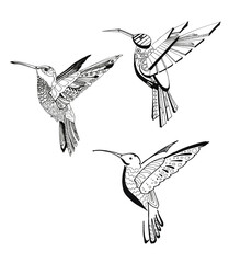 Fototapeta premium Small motley bird fluing black ink, isolated on a white backgound. Graphic Ornament drawing.