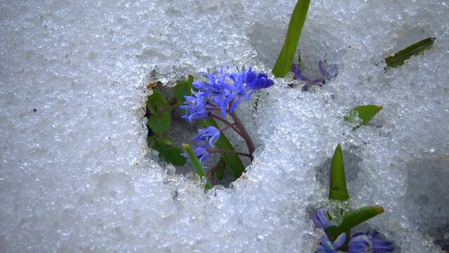 Flowers in the snow, cold spring in nature, ephemeroids primroses survive frost in the snow