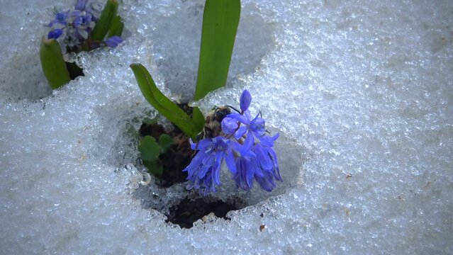 Flowers in the snow, cold spring in nature, ephemeroids primroses survive frost in the snow