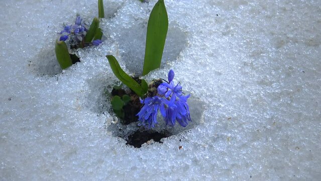 Flowers in the snow, cold spring in nature, ephemeroids primroses survive frost in the snow