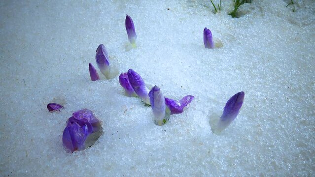 Purple crocus flowers in early spring in the snow