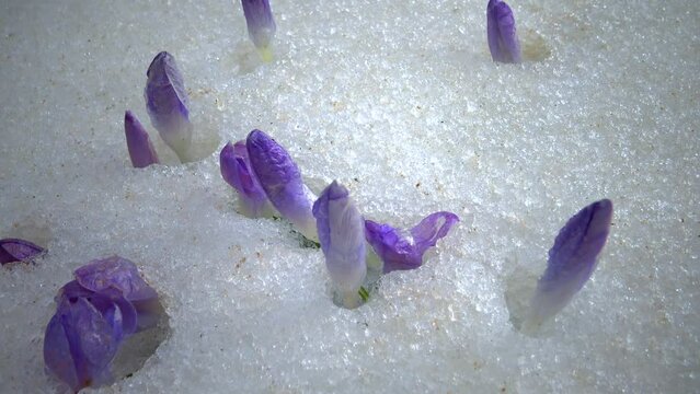 Purple crocus flowers in early spring in the snow