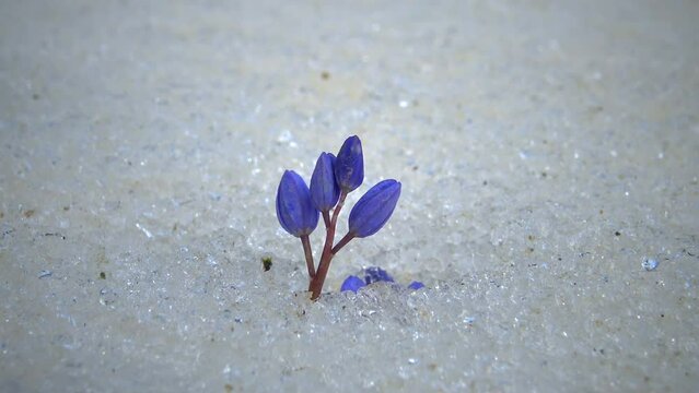 Flowers in the snow, cold spring in nature, ephemeroids primroses survive frost in the snow