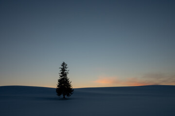 日没の雪原と松の木　美瑛町
