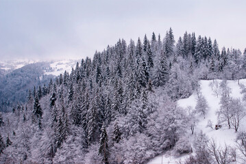 View from the top of the hill of the Ukrainian Carpathians to the neighboring forest with fir trees and beech covered with snow in winter on a cloudy day