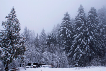 Winter forest in the snow in cloudy weather during the day