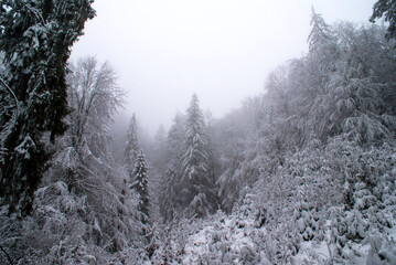 Winter forest in the snow in cloudy weather during the day