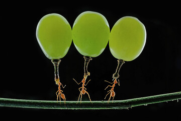 ants carrying grpes fruit