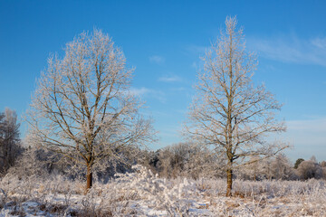 Winter scene with frost on the trees on a sunny day in December in Latvia