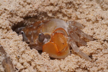 Reiterkrabbe (Java, Indonesien)