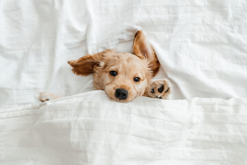 funny little puppy on a white blanket, Funny moments of a dog - obrazy, fototapety, plakaty