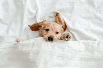 Rolgordijnen funny little puppy on a white blanket, Funny moments of a dog © Надія Коваль