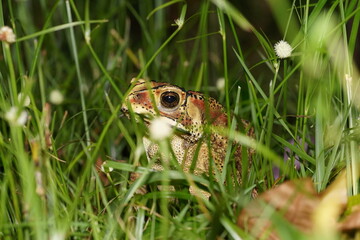 Schwarznarbenkröte (Java, Indonesien)