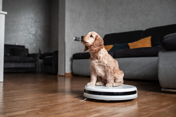 funny little puppy riding on a robot vacuum cleaner, Funny moments of a dog