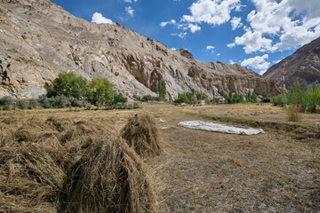 Farmland in Markha valley, Ladakh