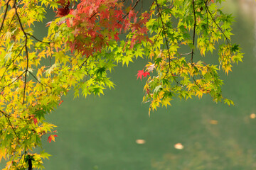 赤や黄色の紅葉が美しい震生湖の秋