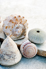 Ocean Elements still life photography. Seashells photographed in natural light on stone. 