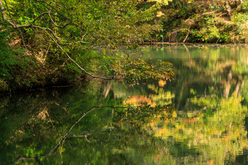 Fototapeta na wymiar 11月の震生湖に映る色鮮やかな紅葉