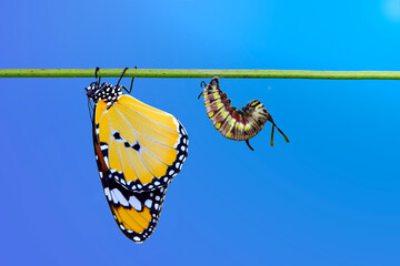 Amazing moment ,Monarch Butterfly , and caterpillar