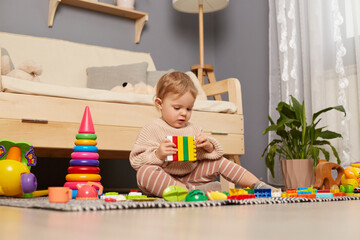 Indoor shot of charming cute baby girl playing with colorful building blocks in room while sitting on carpet, wearing beige sweater, being interested.