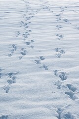 Fototapeta na wymiar Traces of wildlife (hare) in the snow