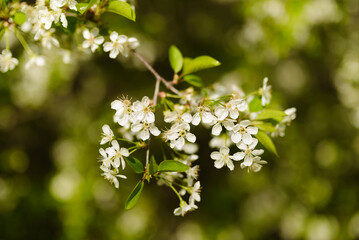 Awakening of nature and flowering in the cherry orchard