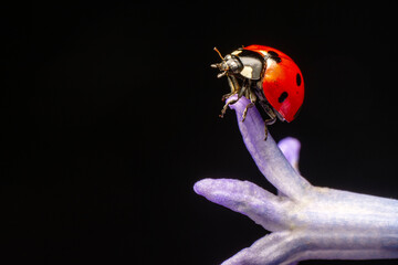 Macro shots, Beautiful nature scene.  Beautiful ladybug on leaf defocused background

