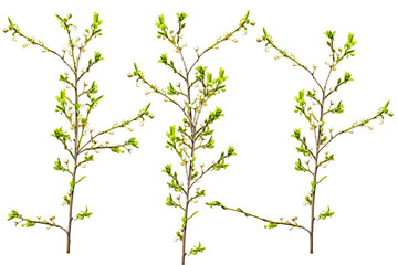 Spring plum sprigs isolate for decoration with white background