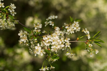 Vibrant bloom of white flowers in the cherry orchard