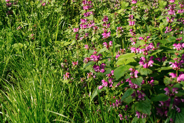Beautiful tall green grass and purple flowers