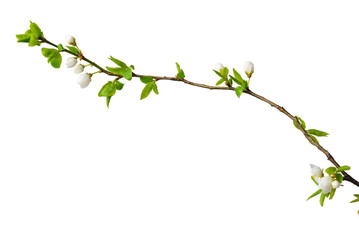 Spring plum sprig isolate for decoration with white background