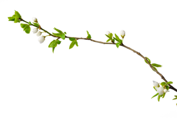 Spring plum sprig isolate for decoration with white background
