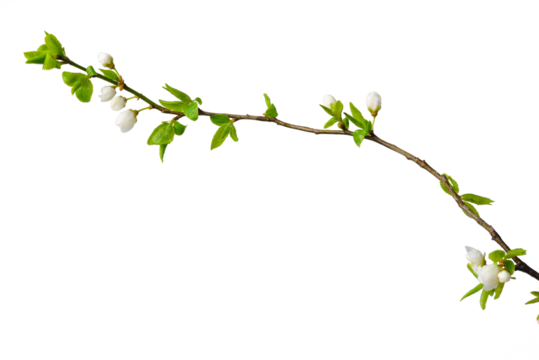 Spring plum sprig isolate for decoration with white background