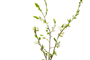 Spring plum sprig isolate for decoration with white background