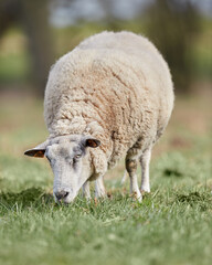 White Flemish sheep grazes in meadow