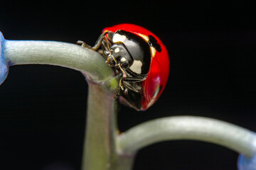 Macro shots, Beautiful nature scene.  Beautiful ladybug on leaf defocused background

