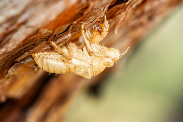 Beautiful nature scene macro cicada molting. Showing of eyes and wing detail.Cicada in the wildlife nature habitat using as background or wallpaper.Cicada insect stick on tree