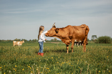 Cute little girl stroking a big horned cow, Farmer children family in green field with big cow in a...