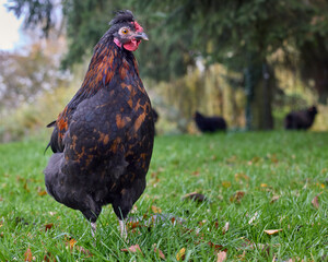 Young brown red chick of Poland chicken race