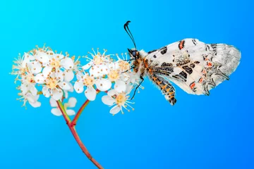 Fototapeten Macro shots, Beautiful nature scene. Closeup beautiful butterfly sitting on the flower in a summer garden. © blackdiamond67
