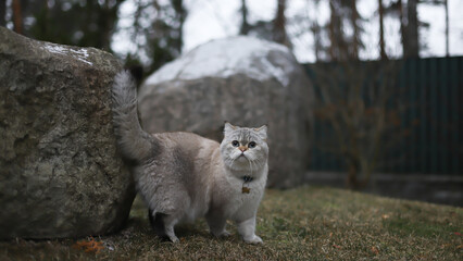Portrait of a gray and white british shorthair cat with blue eyes, Fluffy purebred straight-eared long hair. walking outside, near rock, close up, background.